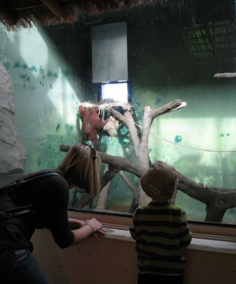 watching-the-orangutan