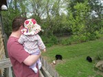 black-bears2