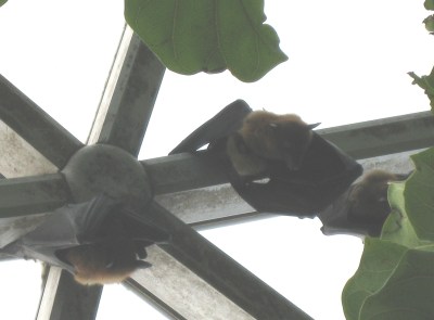in-the-center-this-is-obviously-a-picture-of-baby-fruit-bat-and-a-mom-fruit-bat