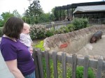 watching-the-hippo