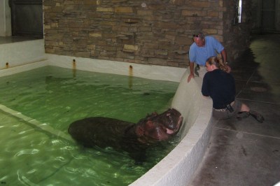 4x6 new hippo  - tucker