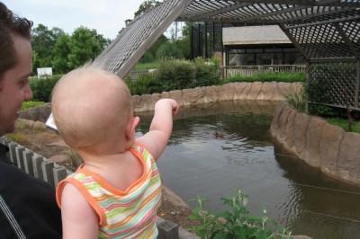 4x6  pointing to the hippo mara