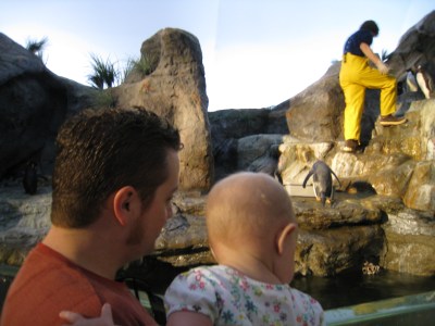 watching the perguins