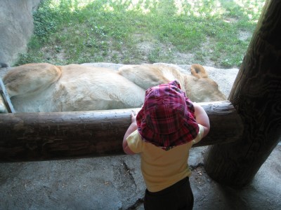 kivrin and the lion
