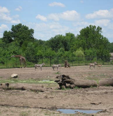 new baby zebra at the kc zoo
