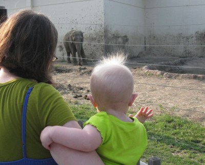 waving to the elephant