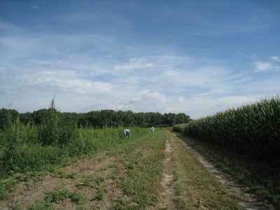 the vegetable patch