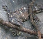 the lizard sticking his tongue out at&nbsp;kivirin2