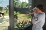 mountain lion licking the glass2